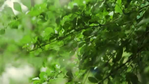 Micile Tulpini Frumoase Frunze Ale Unui Copac Sălbatic Influențează Vântul — Videoclip de stoc