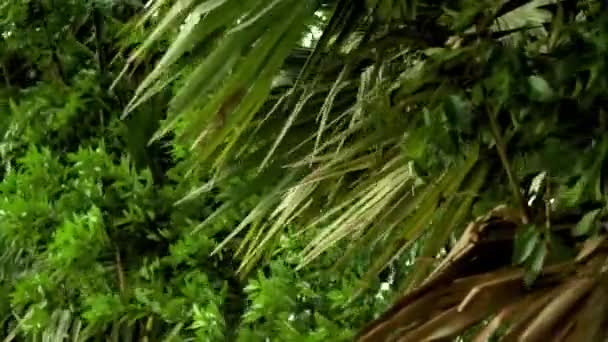 Mango Mahogany Palm Leaves Swaying Wind — Stock Video
