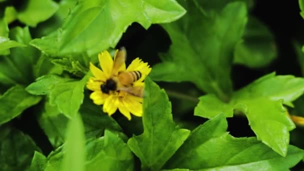 Пчелы Собирают Мед Сидя Желтой Траве Цветы — стоковое видео
