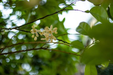 Citrus paradisi, Aliaspomelo, or Grapefruit blossom Buds are collected from the grapefruit trees, before turning into flowers. Also called pomelo, citrus tree, etc