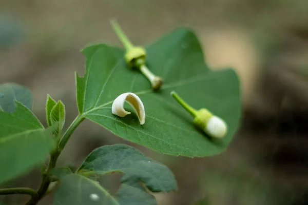 Grapefruit Blossom Buds Collected Grapefruit Trees Turning Flowers Flower Wild — Stockfoto