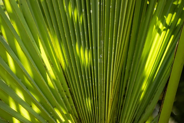 Commonly Known Doub Palm Palmyra Palm Tala Palm Toddy Palm — Fotografia de Stock