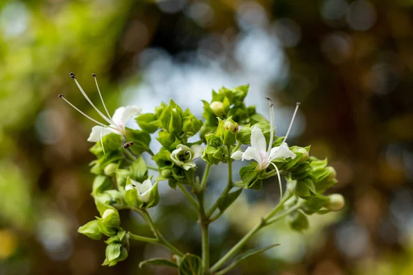 Clerodendrum Infortunatumis Gregarious Woody Shrub Flowers Dry Season Flowers Strongly — Zdjęcie stockowe