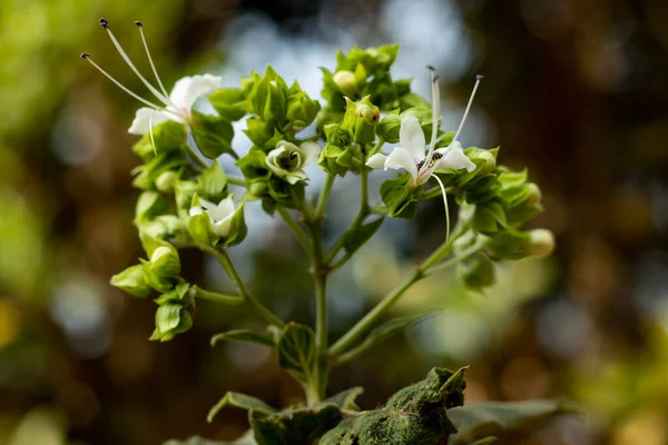 Clerodendrum Infortunatum Flower Commonly Known Bhant Plays Significant Role Indian — Foto Stock