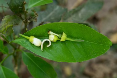 The flower is on wild leaves and the fragrance breeze can be smelled everywhere. Grapefruit blossom is the flowering of the grapefruit tree, citrus fruit of the sub-tropical areas of the world.