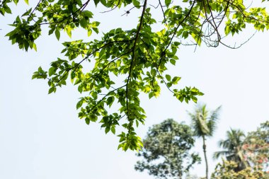 The blue sky with white clouds between the leaves and branches made a wonderful background