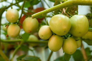 Green tomatoes are good for making bones. The presential vitamin K, calcium, and lycopene in tomatoes are very good for repairing bones. Raw or green tomatoes are many nutrients and antioxidants.