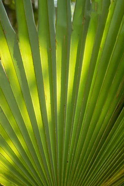 Palmyra Palm Toddy Palm Borassus Flabellifer Leaves Used Thatching Making — Fotografia de Stock