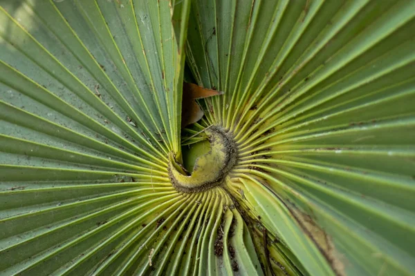 Palmyra Palm Borassus Flabellifer Leaves Used Thatching Making Mats Baskets — Fotografia de Stock