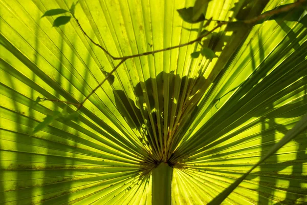 Its Scientific Name Borassus Flabellifer Belongs Arecaceae Family Commonly Known — Fotografia de Stock