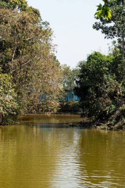 On both sides of a pond in the village, big trees are touching the golden color water of the pond