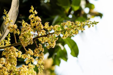 Mango buds in the shining spring mango spread the aroma. Mango buds bloom almost every year.
