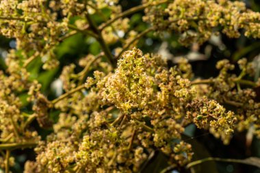 Mango buds bloom almost every year. Mango buds in the shining spring mango spread the aroma.