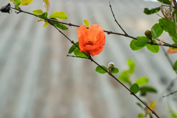 Pomegranate trees are self-fruitful, which means the flowers on the pomegranate are both male and female. The showy red or orange flowers are quite the show stopper.