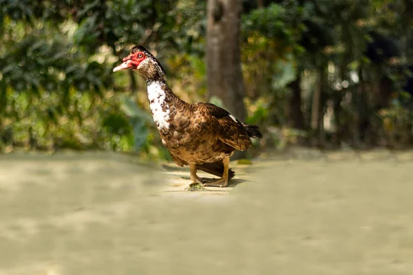 Domestic muscovy duck black, red and white color found also Asia subcontinent. Black wool redhead duck is cheap meat and it is easy to raise in China.