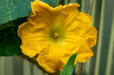 Pumpkin flowers are only open for about six hours beginning at the sun up. The pumpkin flower is a type of vibrant edible flower produced by pumpkin plants.