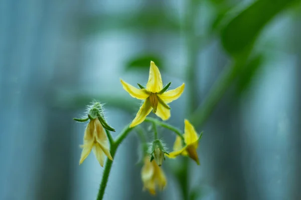 Tomatoes have perfect flowers, meaning both male and female reproductive organs are in the same flower. The tomato is the edible berry of the plant Solanum lycopersicum.