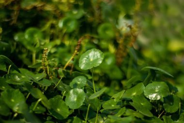 Yüzen pennywort karada ya da suda yetişir. Genellikle suyun yakınındaki ıslak topraklarda ya da sığ sularda sık yetişen paspaslar oluşturur. Brezilya Suyu Sarmaşığı, ya da basitçe Pennywort.
