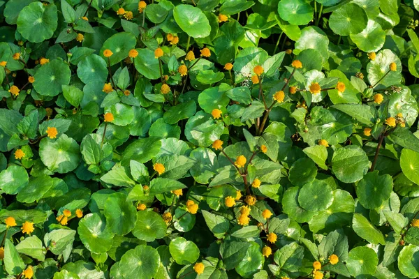 Water Pennywort Een Relatief Kleine Vaste Plant Die Zelden Groter — Stockfoto