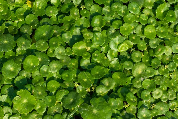 Water Pennywort Een Relatief Kleine Vaste Plant Die Zelden Groter — Stockfoto