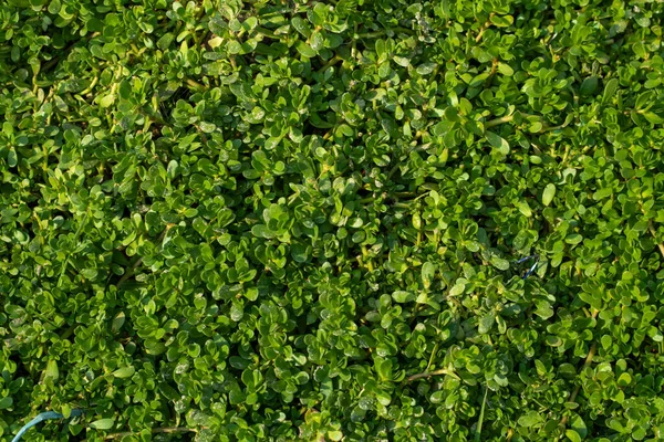 Montia Fontana Een Eenjarige Kruidachtige Plant Van Het Geslacht Montia — Stockfoto