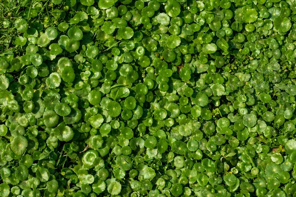 Hydrocotyle Also Called Floating Pennywort Water Pennywort Indian Pennywort Dollar — Stock Photo, Image