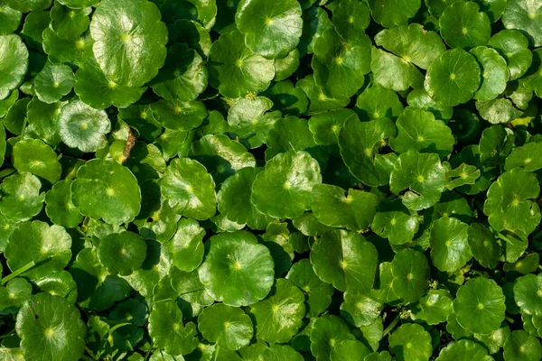 Acqua Americana Pennywort Marsh Pennywort Gotu Kola Hydrocotyle Umbellata Vulgaris — Foto Stock