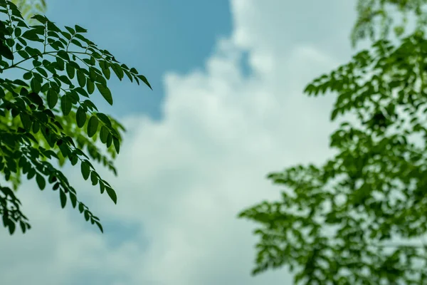 Green leaves pattern with blur blue sky and white cloud background. White cloud blue sky among leaves trees, nature blue sunny day cloudy