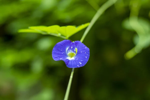 Asiatiska Dugeonwings Blomma Blå Ärta Fjäril Ärta Natur Klitoria Ternatea — Stockfoto