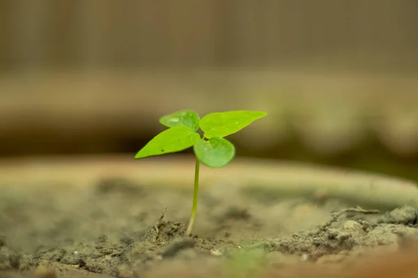 Aparajita Flower Plant Est Également Connu Sous Les Noms Pigeonwings — Photo