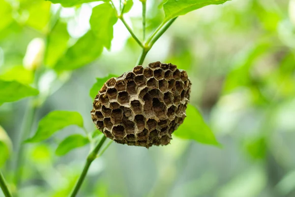 Wasps will build their nests almost anywhere. But, sometimes they build them in hard-to-reach or hard-to-see areas. Nests are mostly made out of a mixture of chewed wood and wasp saliva.