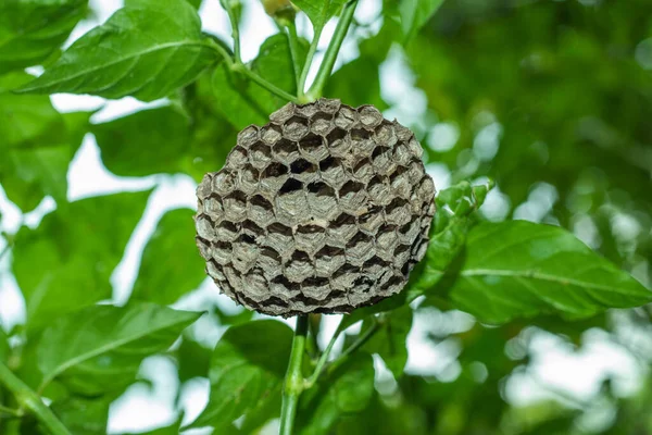 Wasps will build a nest in various places a new nest is formed in spring by the queen wasps. Nests are mostly made out of a mixture of chewed wood and wasp saliva