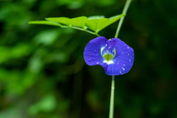 Flor Guisante Mariposa También Una Gran Medicina Herbal Hace Mágico — Foto de Stock