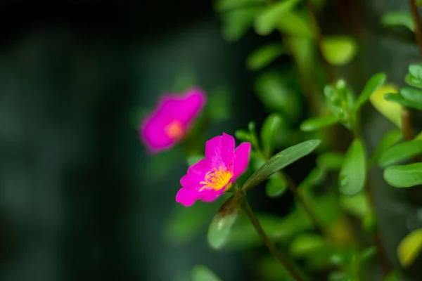 Wingpod Purslane or colorful and glorious pottolika flowers. The flowers open during the day and close at sunset. They are used in hanging pots, in rockeries, and in other pots.