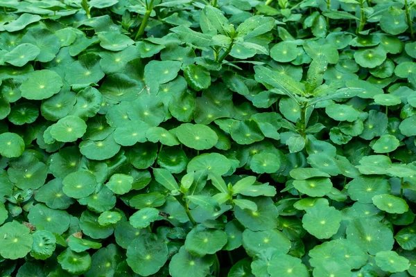 Voda Pennywort Silně Aromatická Bylina Slabými Stonky Nití Kulatými Listy — Stock fotografie