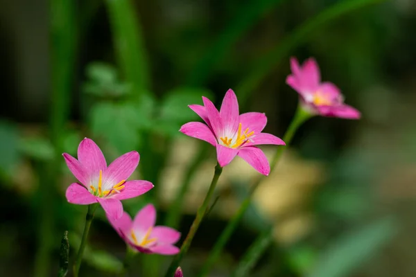 Pink Rain Lily flower bulb. Many bloom from summer to fall. The flowers come in white, yellow, and shades of pink. Most have grass-like foliage but some species have wider leaves.