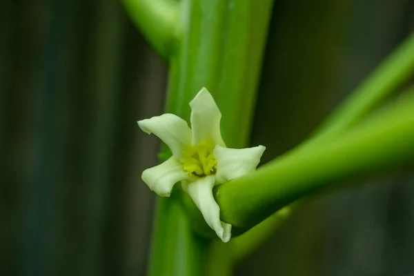 Papaya Flowers Fragrant Have Five Cream White Yellow Orange Petals — Stock Photo, Image