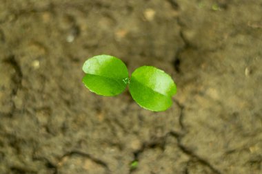 Portakal ağaçları tatlı meyveleri için tropikal ve subtropikal iklimlerde yaygın olarak yetişir. Portakal ağacının meyvesi taze yenebilir.