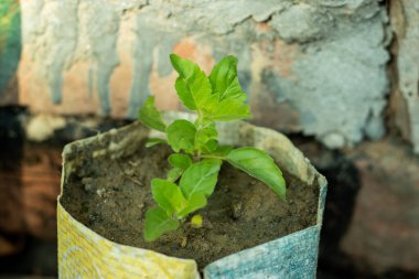 Basil bir bitkidir. Yerin üstünde büyüyen bitkinin parçaları ilaç yapımında kullanılır. Fesleğen bitkileri yetiştirilmesi en popüler ve aynı zamanda en kolay bitkilerden biridir..