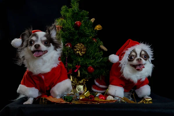 Kırmızı Noel Baba kostümü giyen ve hediye kutulu iki chihuahua köpeği kameraya bakar. Siyah arka planda izole edilmiş. Mutlu yıllar ve mutlu noeller..
