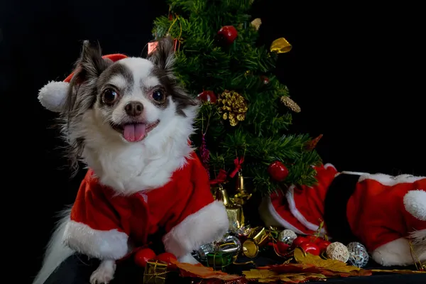 Kırmızı Noel Baba kostümü giyip hediye kutusuyla kameraya bakan bir chihuahua köpeği. Siyah arka planda izole edilmiş. Mutlu yıllar ve mutlu noeller..
