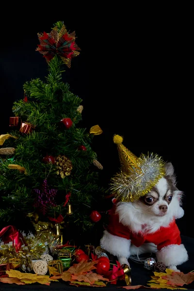 Cane Chihuahua Indossa Costume Rosso Natale Babbo Natale Con Confezione — Foto Stock
