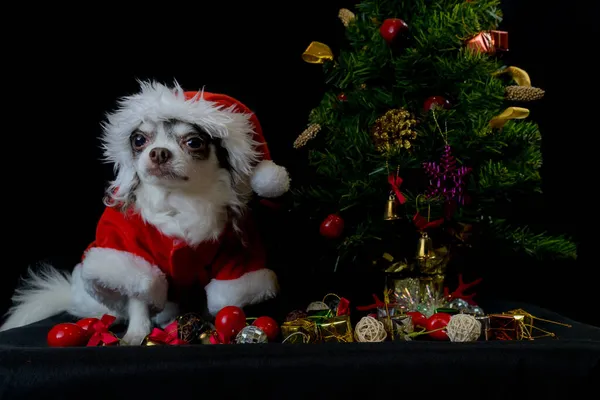 Kırmızı Noel Baba kostümü giyip hediye kutusuyla kameraya bakan bir chihuahua köpeği. Siyah arka planda izole edilmiş. Mutlu yıllar ve mutlu noeller..