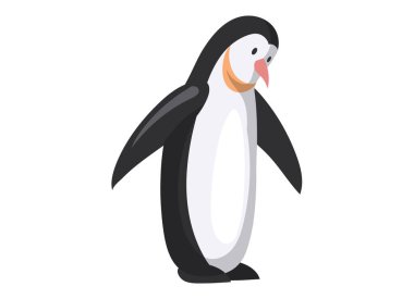 Kral penguen iyi yüzer ve balık yer. Büyük siyah beyaz deniz kuşu beyazda izole edilmiş.