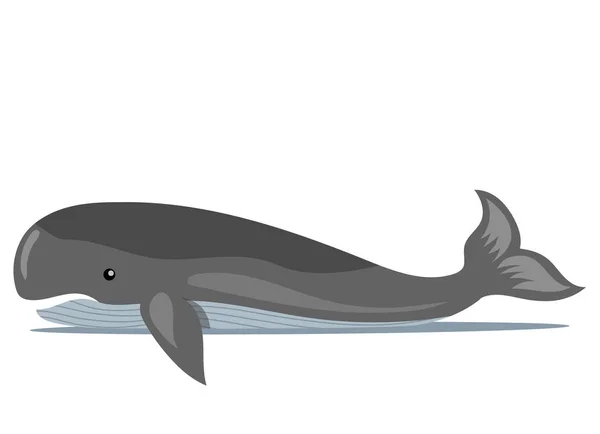 白を背景にコククジラが泳ぐ 海の動物 大きな魚の漫画の航海文字の水の中に住んでいます 水棲哺乳類の赤痢菌 野生の世界の海の自然 水中動物の生活 — ストックベクタ