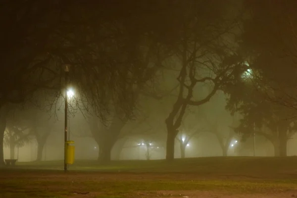 night scene with foggy trees and fog