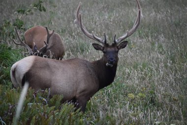Tarlada otlayan vahşi ren geyikleri