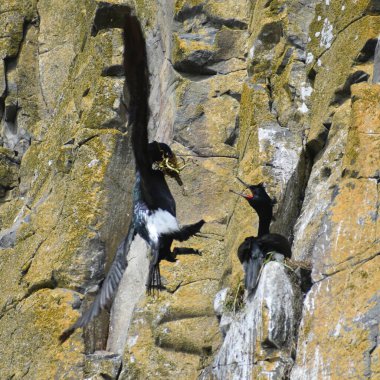 Kayaların yanında uçan iki siyah kuş.