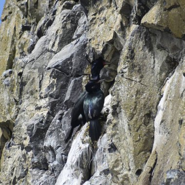kayanın üzerinde oturan kuşlar 