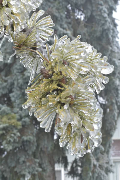 Mooie Botanische Shot Bevroren Dennenboom Tak Dennen — Stockfoto